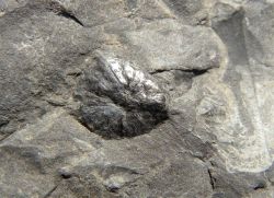 Holcospermum sp.